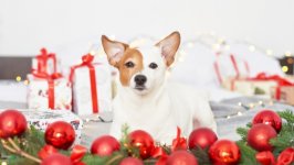 Desktop wallpaper. Dogs. ID:122419