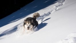 Desktop wallpaper. Dogs. ID:122600