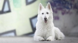 Desktop wallpaper. Dogs. ID:123165