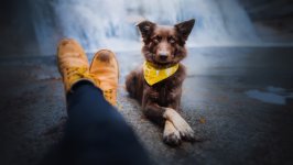 Desktop wallpaper. Dogs. ID:123510