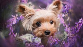 Desktop wallpaper. Dogs. ID:123654