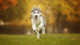 Desktop wallpaper. Dogs. ID:124005