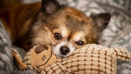 Desktop wallpaper. Dogs. ID:124575