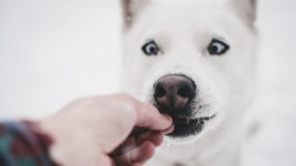 Desktop wallpaper. Dogs. ID:124581