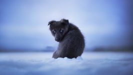 Desktop wallpaper. Dogs. ID:124683