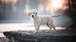 Desktop wallpaper. Dogs. ID:124721