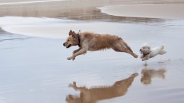 Desktop wallpaper. Dogs. ID:125056