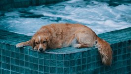 Desktop wallpaper. Dogs. ID:125101