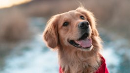 Desktop wallpaper. Dogs. ID:125126