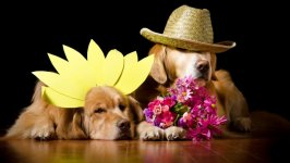 Desktop wallpaper. Dogs. ID:125322