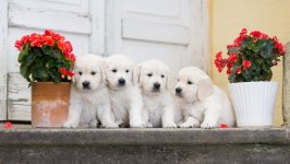 Desktop wallpaper. Dogs. ID:125763