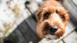 Desktop wallpaper. Dogs. ID:126145