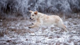Desktop wallpaper. Dogs. ID:126451