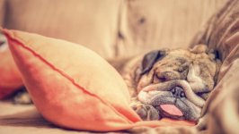 Desktop wallpaper. Dogs. ID:126472