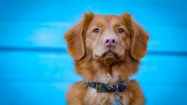 Desktop wallpaper. Dogs. ID:126481