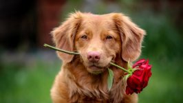 Desktop wallpaper. Dogs. ID:126482