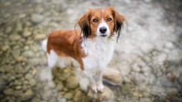 Desktop wallpaper. Dogs. ID:126803