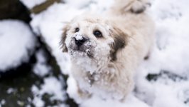 Desktop wallpaper. Dogs. ID:127057