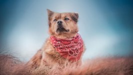 Desktop wallpaper. Dogs. ID:133228