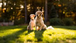 Desktop wallpaper. Dogs. ID:127546