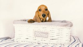 Desktop wallpaper. Dogs. ID:129663