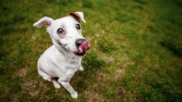 Desktop wallpaper. Dogs. ID:129998