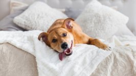 Desktop wallpaper. Dogs. ID:130041