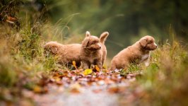 Desktop wallpaper. Dogs. ID:130107
