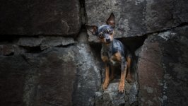Desktop wallpaper. Dogs. ID:130243