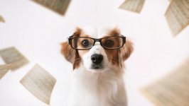 Desktop wallpaper. Dogs. ID:130308
