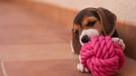 Desktop wallpaper. Dogs. ID:130422