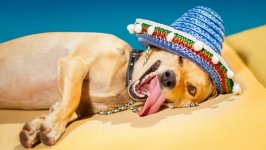 Desktop wallpaper. Dogs. ID:130992