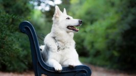 Desktop wallpaper. Dogs. ID:131096