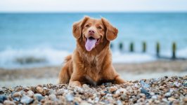Desktop wallpaper. Dogs. ID:131220
