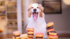 Desktop wallpaper. Dogs. ID:131236