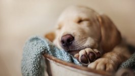 Desktop wallpaper. Dogs. ID:131267