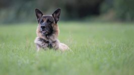 Desktop wallpaper. Dogs. ID:131423