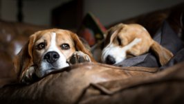 Desktop wallpaper. Dogs. ID:131447