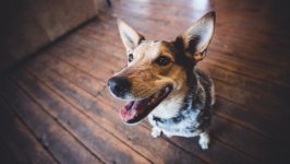 Desktop wallpaper. Dogs. ID:131448