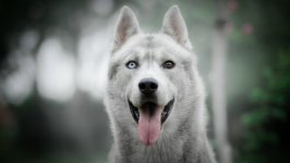Desktop wallpaper. Dogs. ID:131568