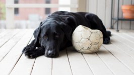 Desktop wallpaper. Dogs. ID:131606