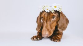 Desktop wallpaper. Dogs. ID:131642