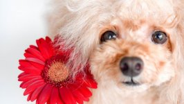 Desktop wallpaper. Dogs. ID:131792