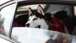 Desktop wallpaper. Dogs. ID:131876