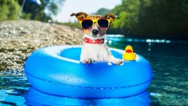Desktop wallpaper. Dogs. ID:134073