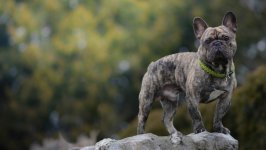 Desktop wallpaper. Dogs. ID:134534