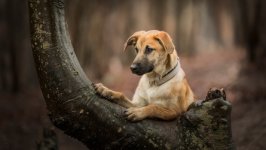 Desktop wallpaper. Dogs. ID:134763