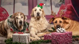 Desktop wallpaper. Dogs. ID:134795