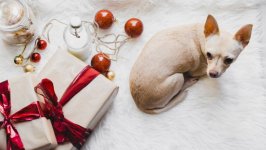 Desktop wallpaper. Dogs. ID:136562