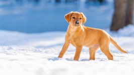 Desktop wallpaper. Dogs. ID:137165